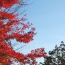高尾山の紅葉_006