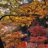 高尾山の紅葉_007
