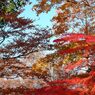 高尾山の紅葉_008