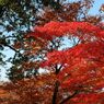 高尾山の紅葉_013