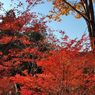 高尾山の紅葉_015