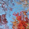 高尾山の紅葉_020