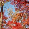高尾山の紅葉_021