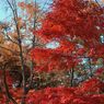 高尾山の紅葉_022