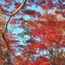 高尾山の紅葉_023