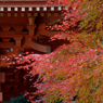 秋の彩り