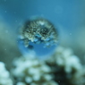 水中水族館