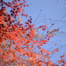 紅葉に