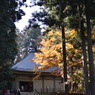 紅葉と
