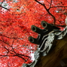 大本山永平寺御直末五鈷山光明寺（壱）