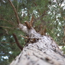 _DSC0095