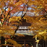 どんな紅になるのかな？
