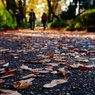 fallen leaves