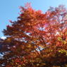 紅葉１