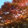 紅葉２