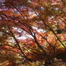 紅葉３