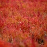 海の紅葉