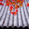 紅をさす