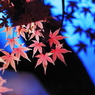 紅葉絵