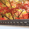 燃え萌え～永観堂　禅林寺にて