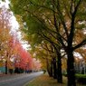 づっうと紅葉