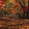 自然が織り成す風景