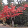 神宮寺紅葉１