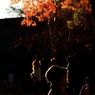 紅リフレクション