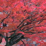 燃える南禅寺境内　その１