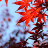 紅の星