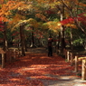 平林寺の秋模様