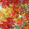 紅葉見納めかな