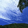 木陰から見上げた夏の空