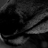 Color of Nara 20/30