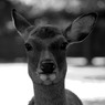 Color of Nara 30/30
