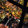 本土寺にて。。。１０