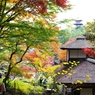 三渓園　内苑から望む三重塔