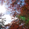 紅葉　逆光