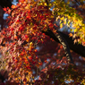maple tree