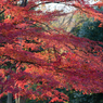 crimson