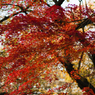 vermillion