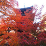 京都の紅葉2013 1-3