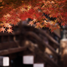 京都の紅葉2013 1-4