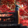 京都の紅葉2013　1-13