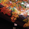 京都の紅葉2013　1-15