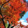 大興善寺の紅葉（３）