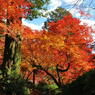 大興善寺の紅葉（４）