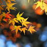 大興善寺の紅葉（５）