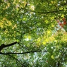 【紅一点】