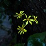 片島の花